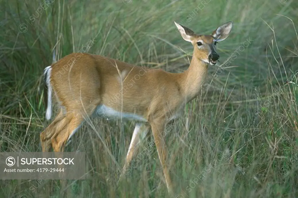 White-tailed Deer grazing, Corkscrew, FL, Wet Prairie Habitat