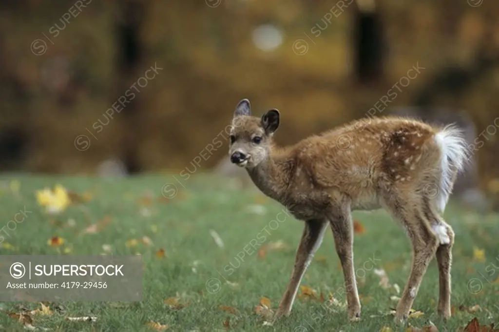 Whitetail Deer (Odocoileus virginianus) spotted Fawn on Grass in Fall, Wisconsin