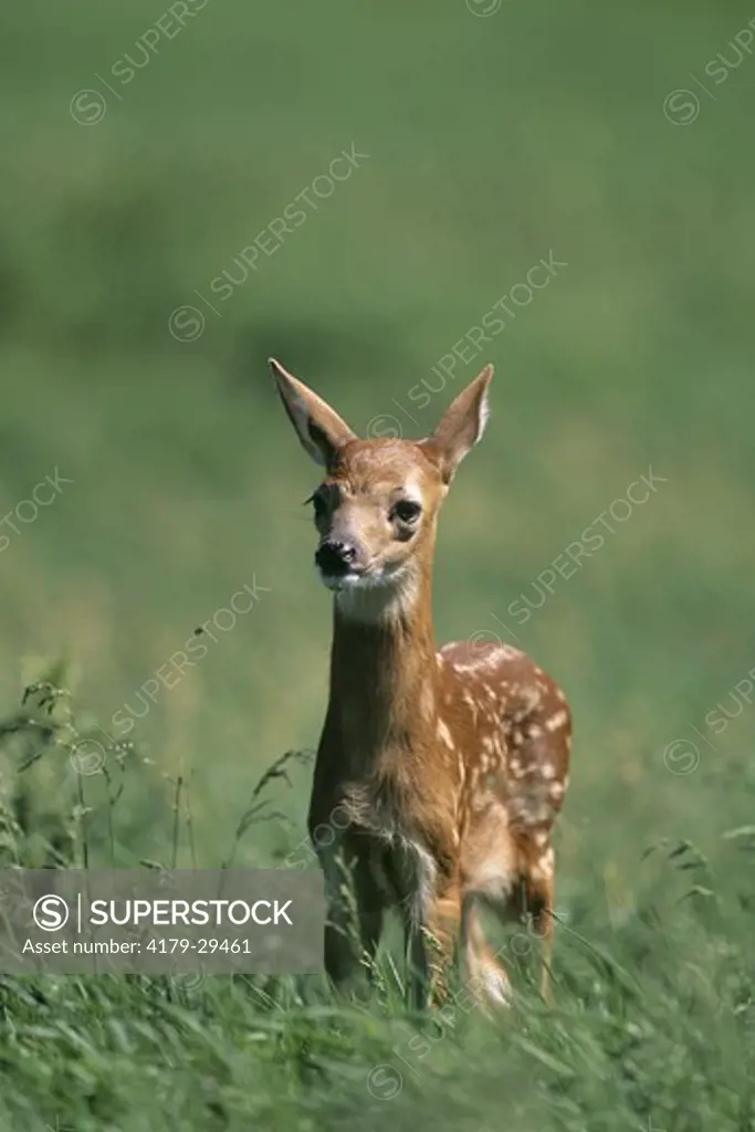 Whitetail Deer (Odocoileus virginianus) Spotted Fawn in Meadow, Wisconsin