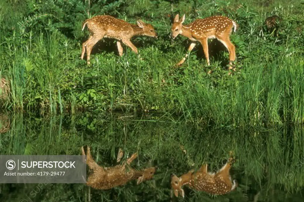 White-tailed Deer Fawns and Reflection  (Odocoileus virginianus), Pine Co., MN, IC