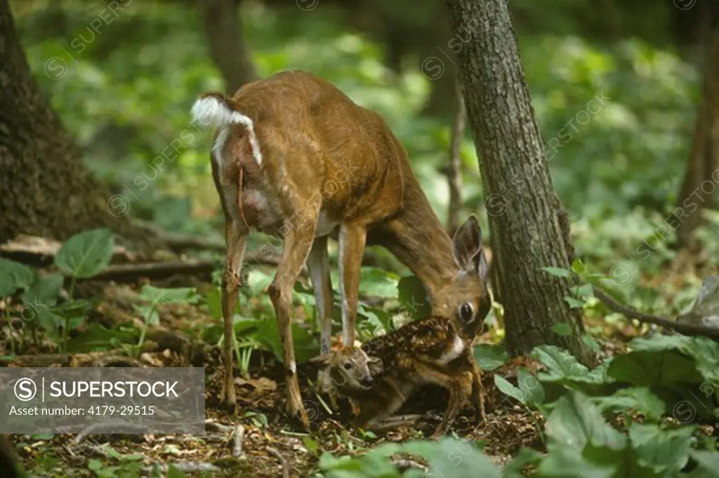 White-tailed Doe cleaning newborn while 1st fawn tries to stand
