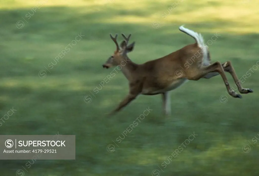 Whitetail Buck, Hudson Valley, Bucks can run 40mph