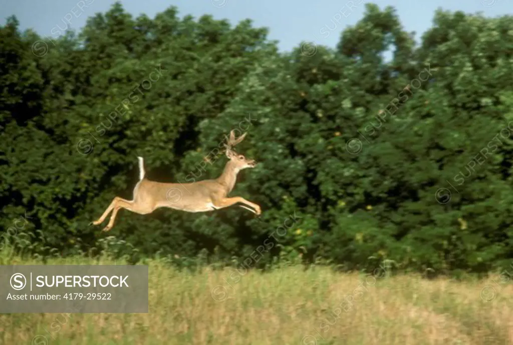 Whitetail Deer Buck Leaping (Odocoileus virginianus) Missouri