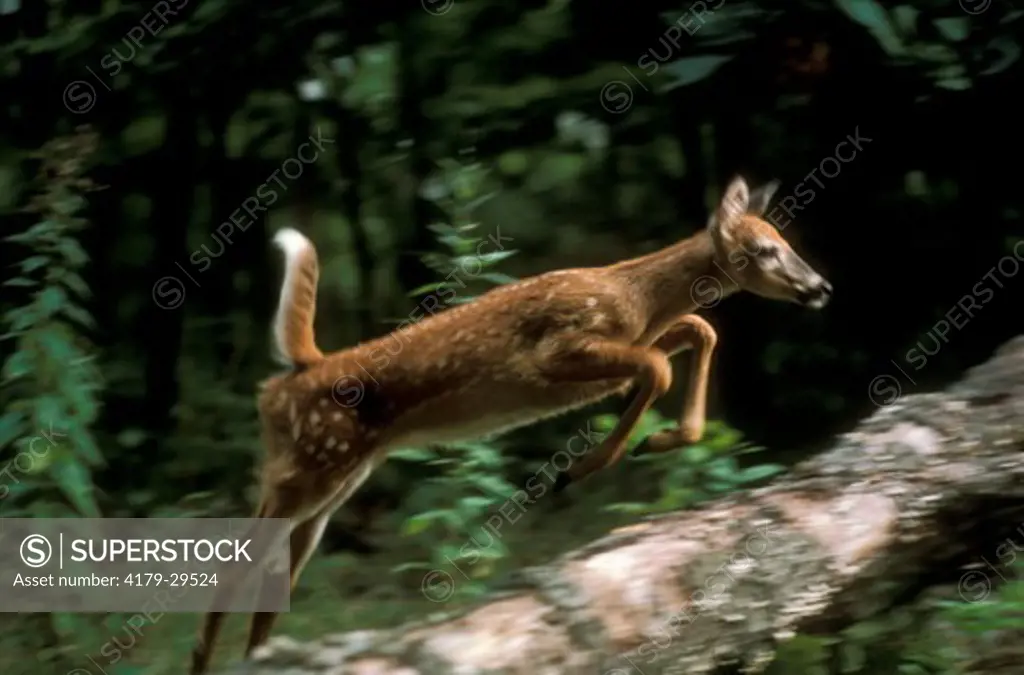 Whitetail Fawn Leaping Over Log in Woods (Odecoleus virginianus)