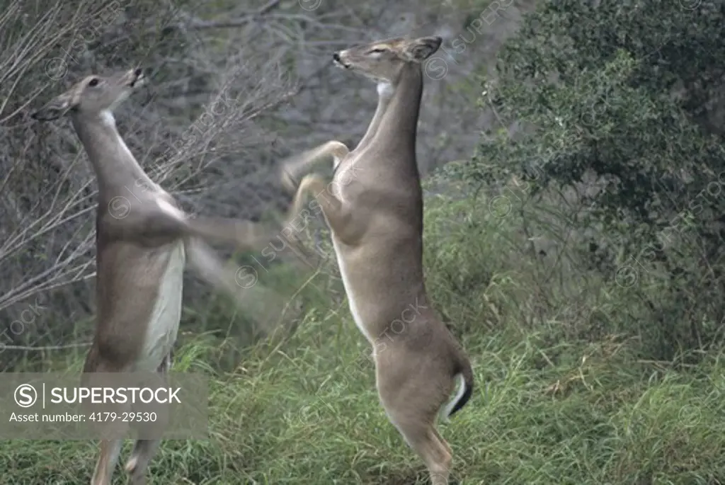 White-tailed Deer (Odocoi- leus virginianus) two does sparring. Southern TX, Texas