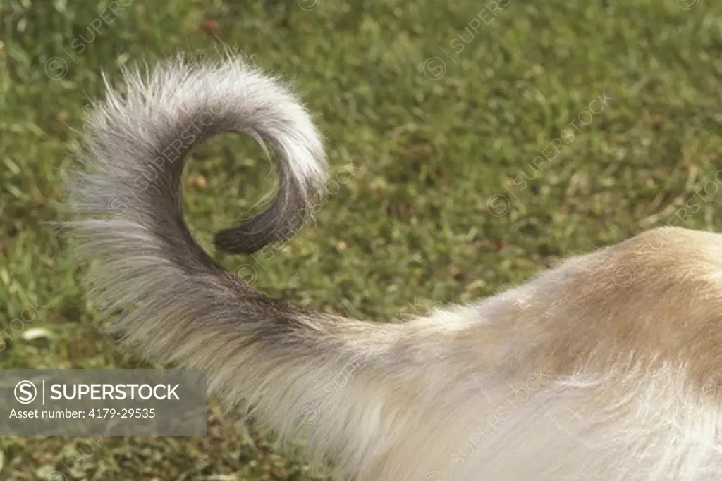 Tail of Male Afghan Hound, close up, Markham, Ontario