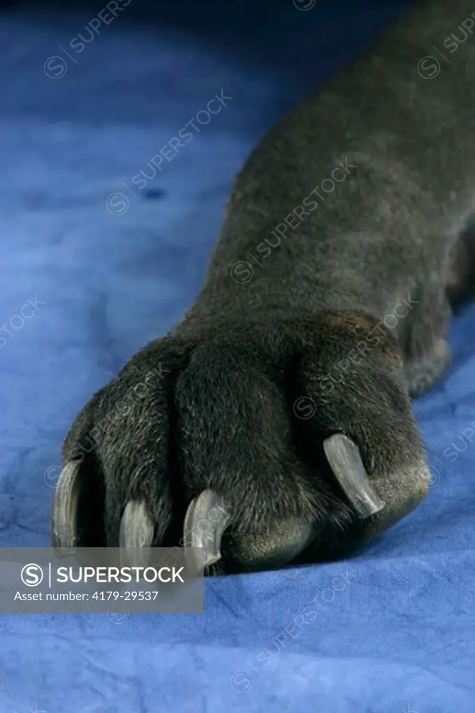 Great Dane, black, foot, paw, nails