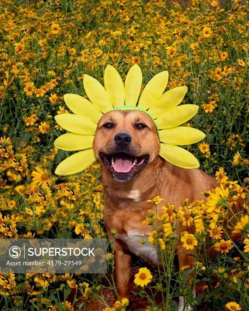 Pit Bull mix in a field of flowers with a flower headband on. Flagstaff, Arizona. 2007