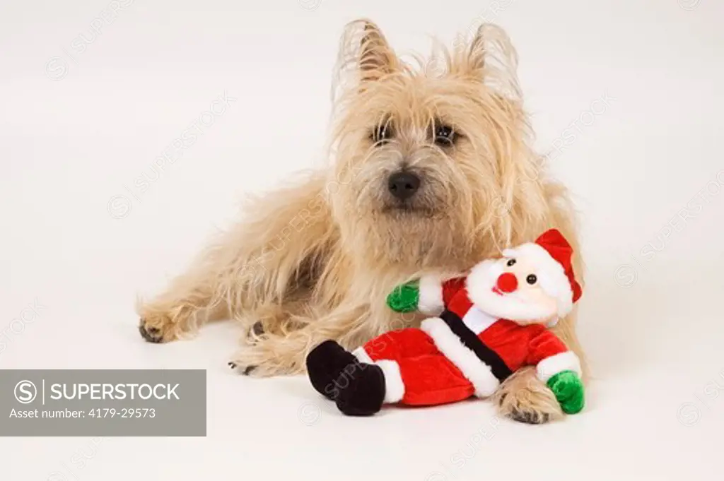 Ziggy Stardust, adult Cairn Terrier enjoying Christmas.