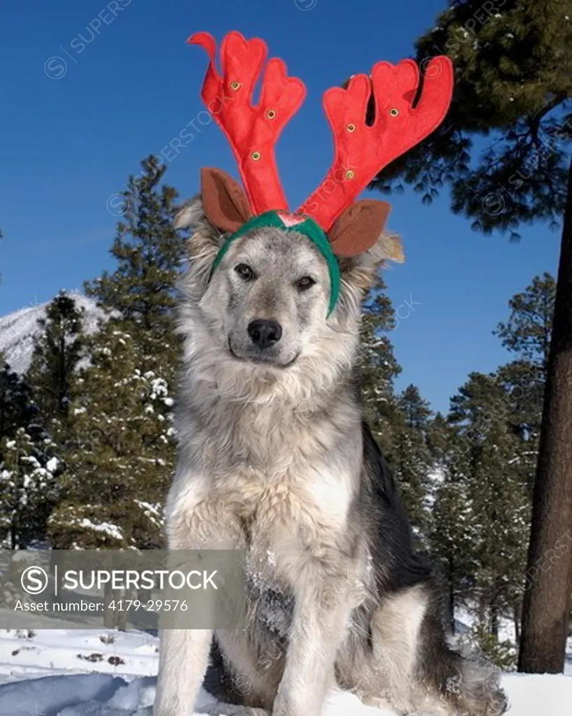 A Malamute mix dog poses in snowy Flagstaff, Arizona with an antler headband. 2007