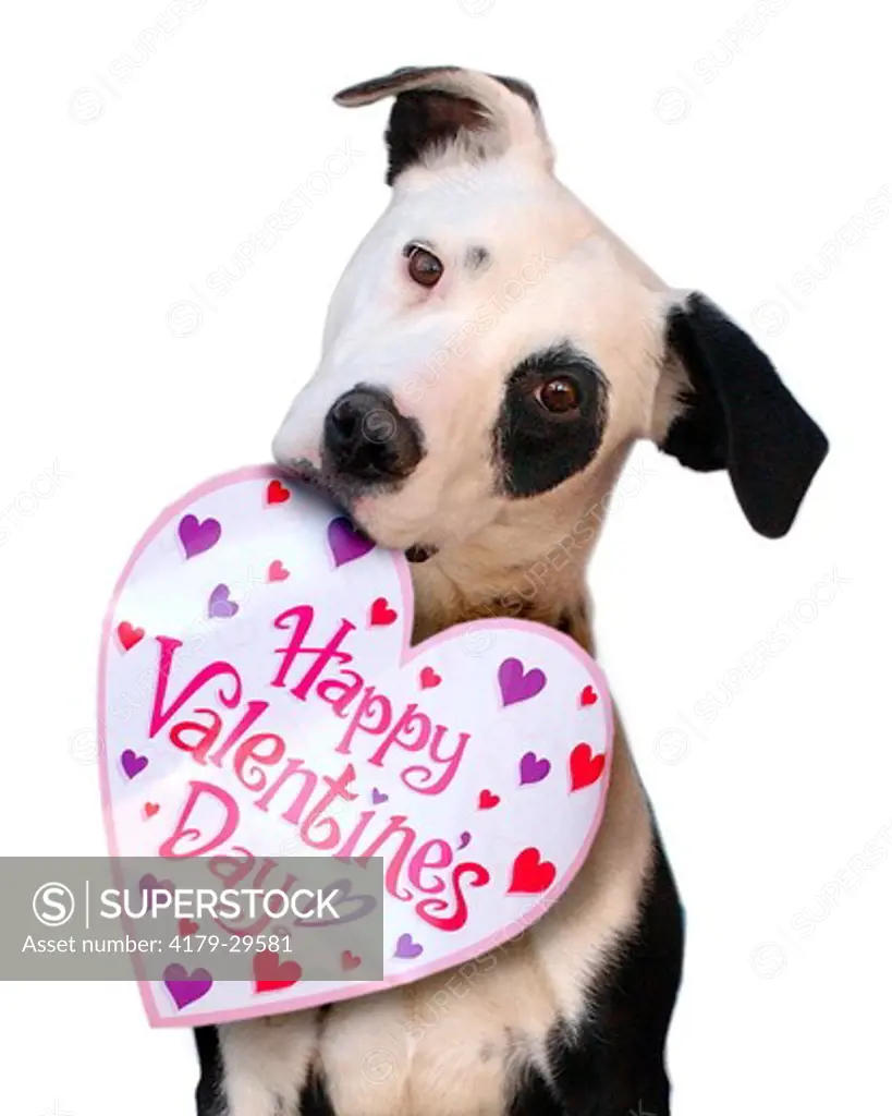 Pit Bull and Dalmation mix. A black and white dog holds a Valentine greeting in his mouth