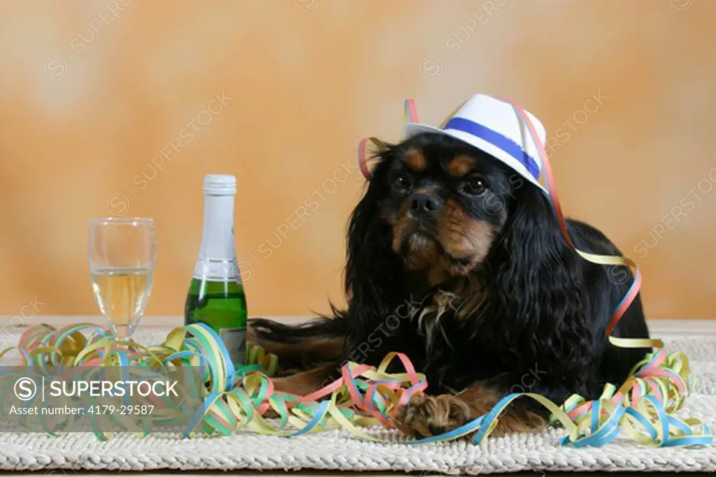 Cavalier King Charles Spaniel with hat and bottle of champagne