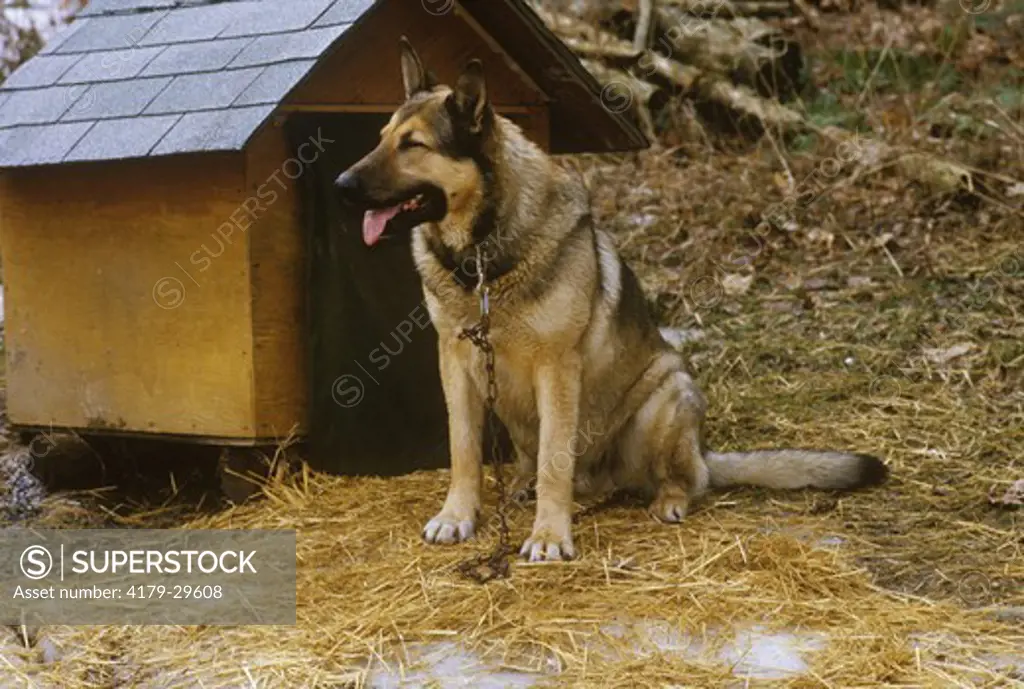 German Shepherd (Mud) in front of Doghouse Loretta, Ontario
