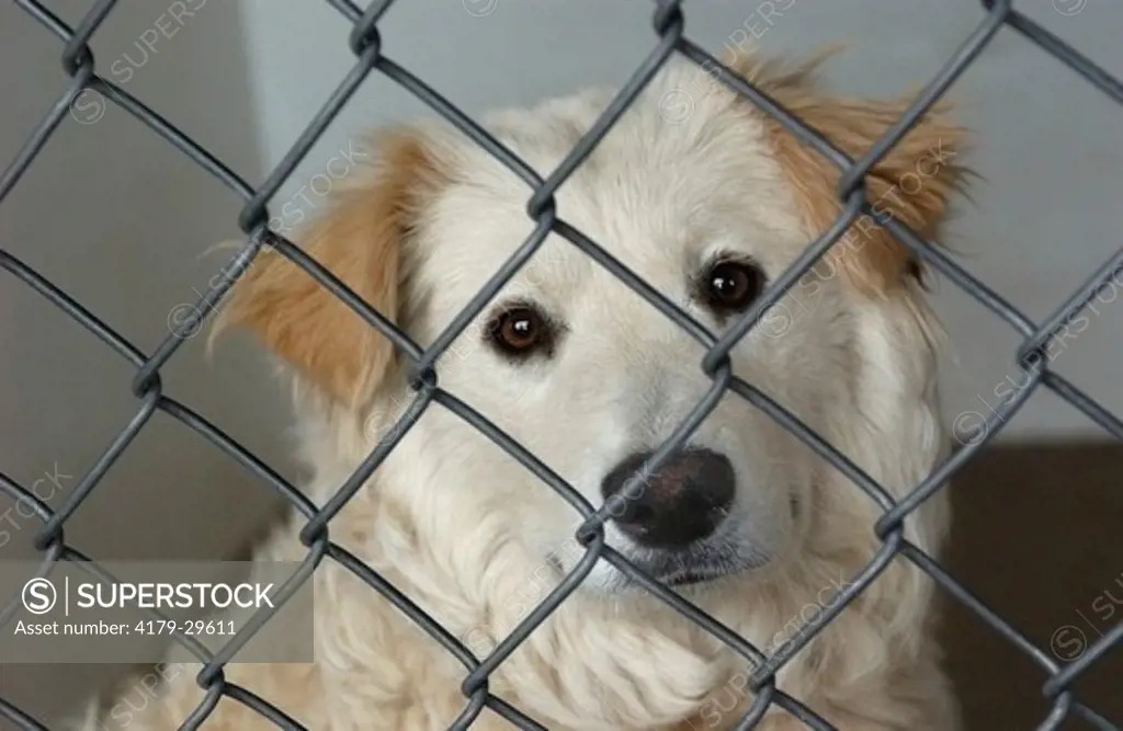 An Australian Shepherd mix wants nothing more than to be released from his pen at the Coconino Humane Shelter in Flagstaff, Arizona. 2007