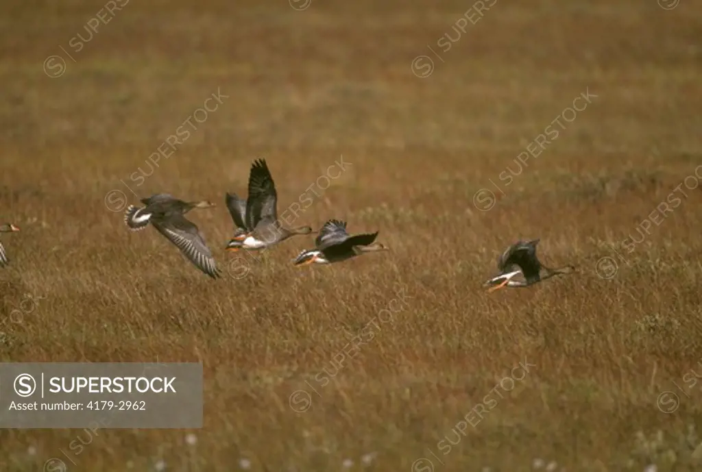 Greater White-fronted Geese (Anser albifrons) flying over Tundra, N. Slope, AK