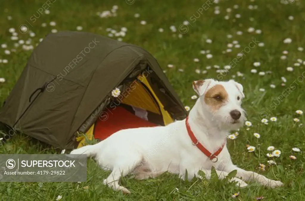 Jack Russell Terrier w/ Tent