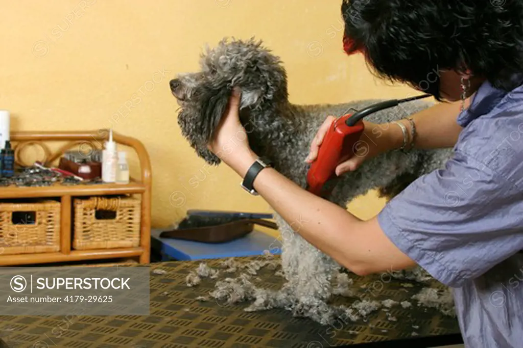 Woman shearing Toy Poodle, silver / dog's salon