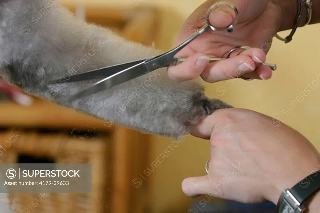 Shearing of Toy Poodle, silver, with scissors / dog's salon