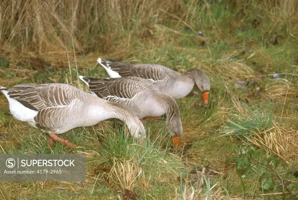 Greater White-fronted Geese (Anser albifrons), imm., Discovery Bay, WA