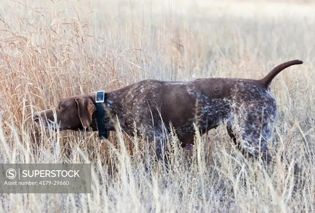 Domestic Dog, German Shorthair Pointer On Point, Eastern Colorado Darren Bennett Photo