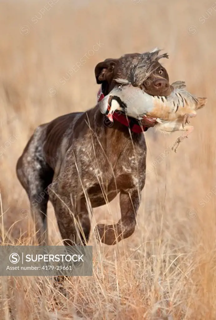 Domestic Dog, German Shorthair Pointer retrieving a Chukar Partridge, Eastern Colorado Darren Bennett Photo