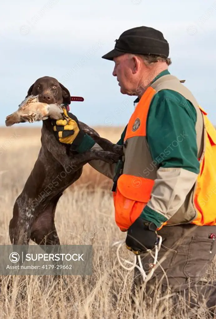 Domestic Dog, German Shorthair Pointer Retrieving a Chukar Partridge to a Trainer, Eastern Colorado Darren Bennett Photo