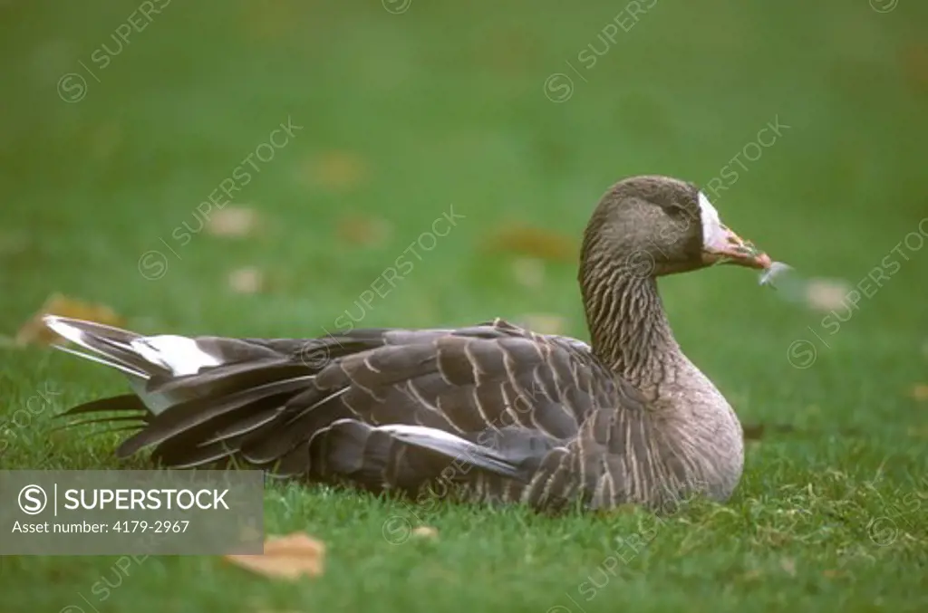White-fronted Goose (Anser albigrons), adult