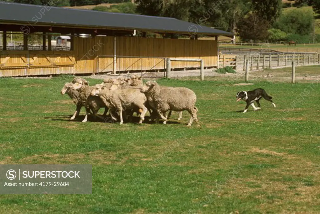 Huntaway Dog herding Sheep, Queensland, New Zealand
