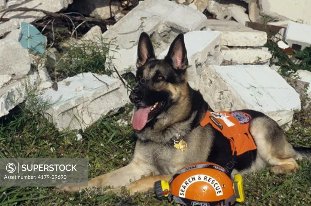 Dog, German Shepherd, rescue