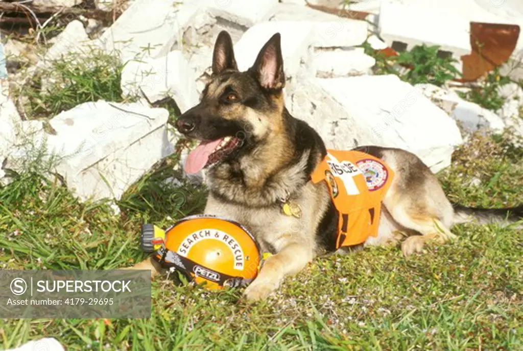 German Shepherd, Search and Rescue Dog, MR