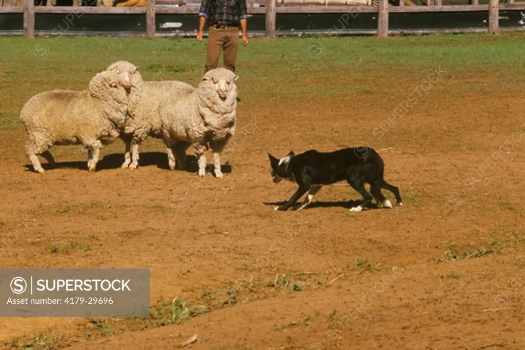 Australian Sheepdog (Border Collie)  Herding Sheep