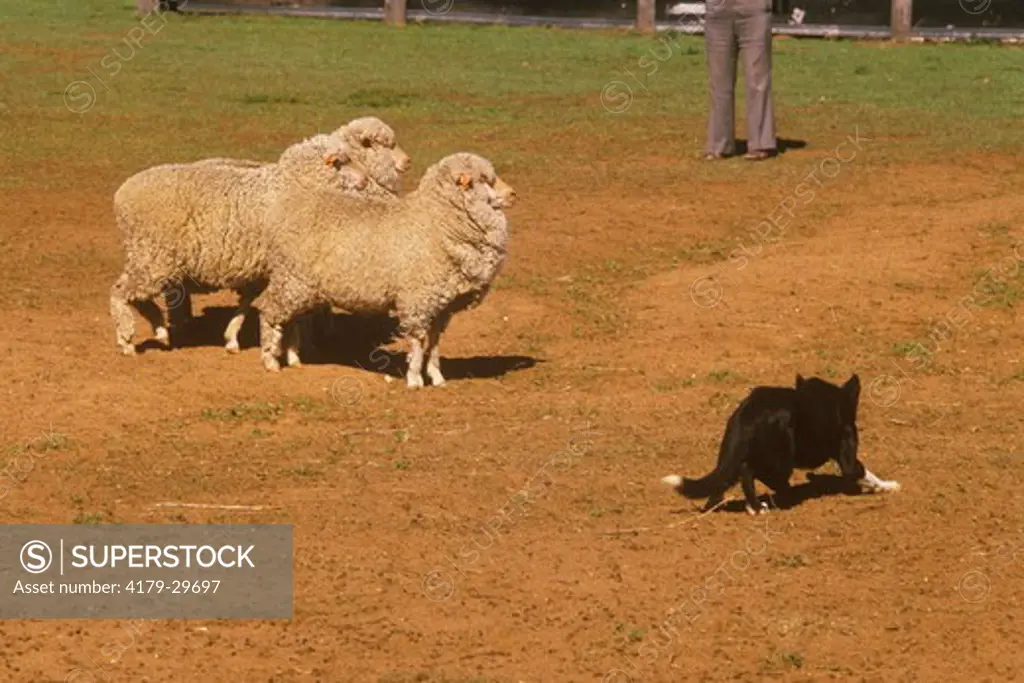 Border Collie Working Separated Sheep - Australia