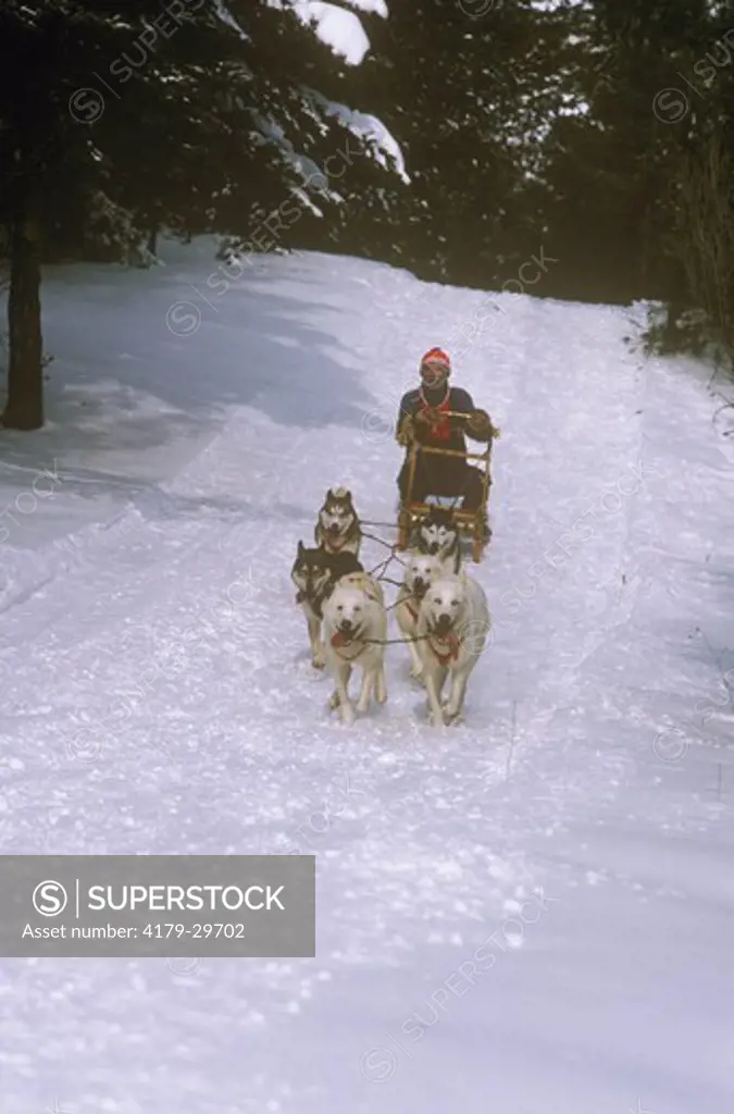 Dog Sled Racing NR Cold Creek Conservation Area Ontario