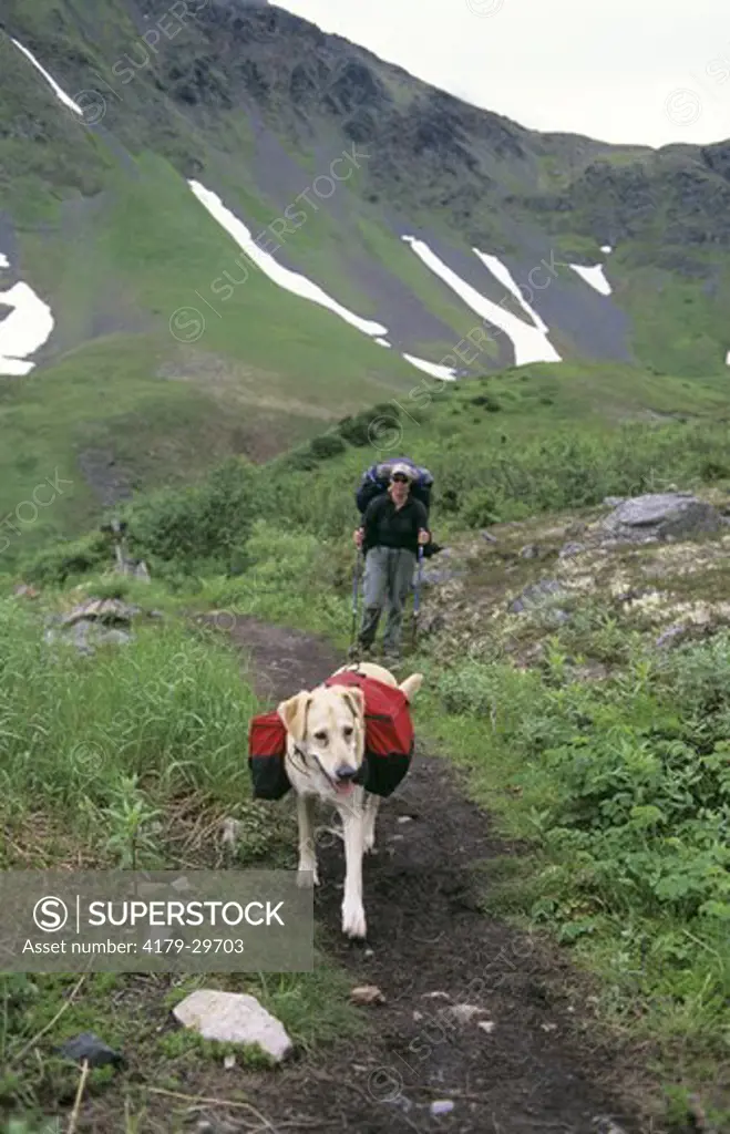 Mixed Breed Dog carrying Backpack, Crow pass Trail, Chugach NF, AK, MR
