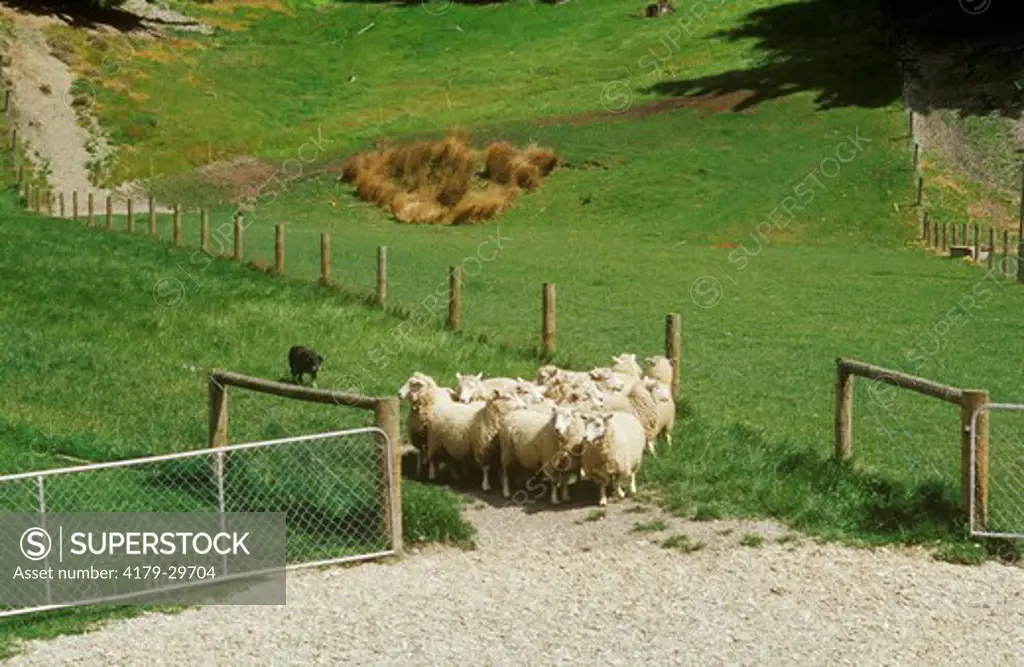 Jack The Sheep Dog rounding up his Flock, Walter Peak Station, New Zealand