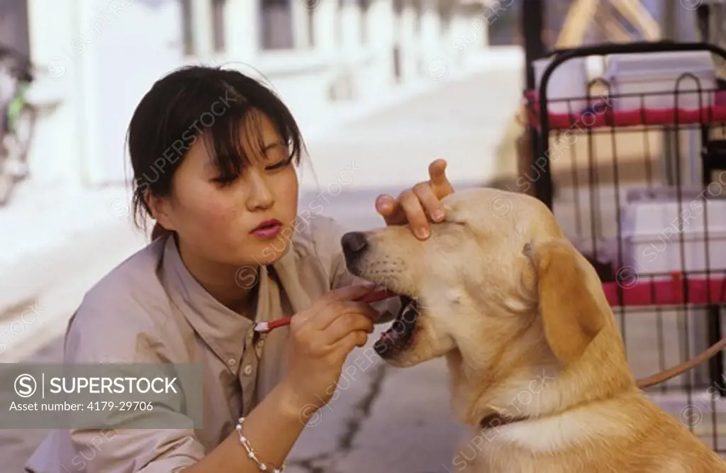 Korea Guide Dog Training cleaning teeth