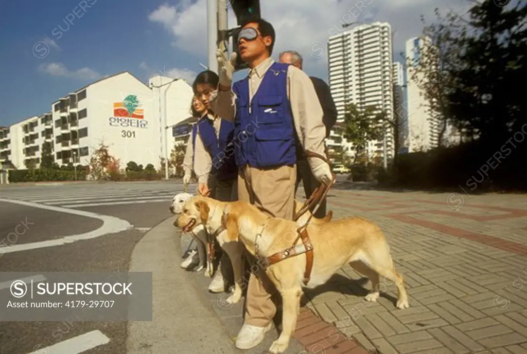 Korea Guide Dog Training on street training