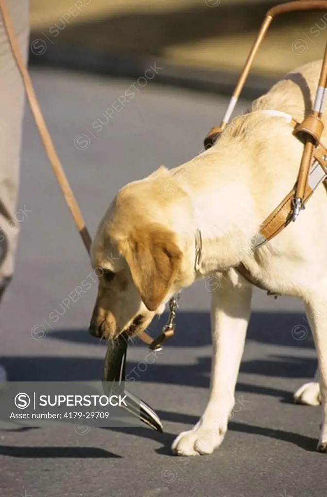 Korea Guide Dog Training Dog picking up wallet