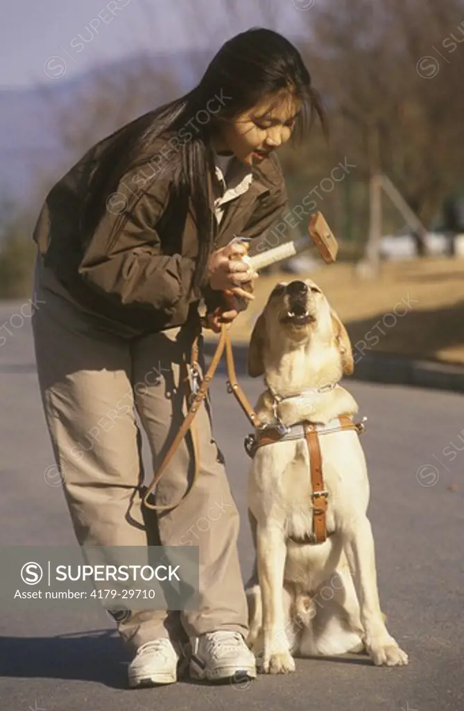 Korea Guide Dog Training w/ handler