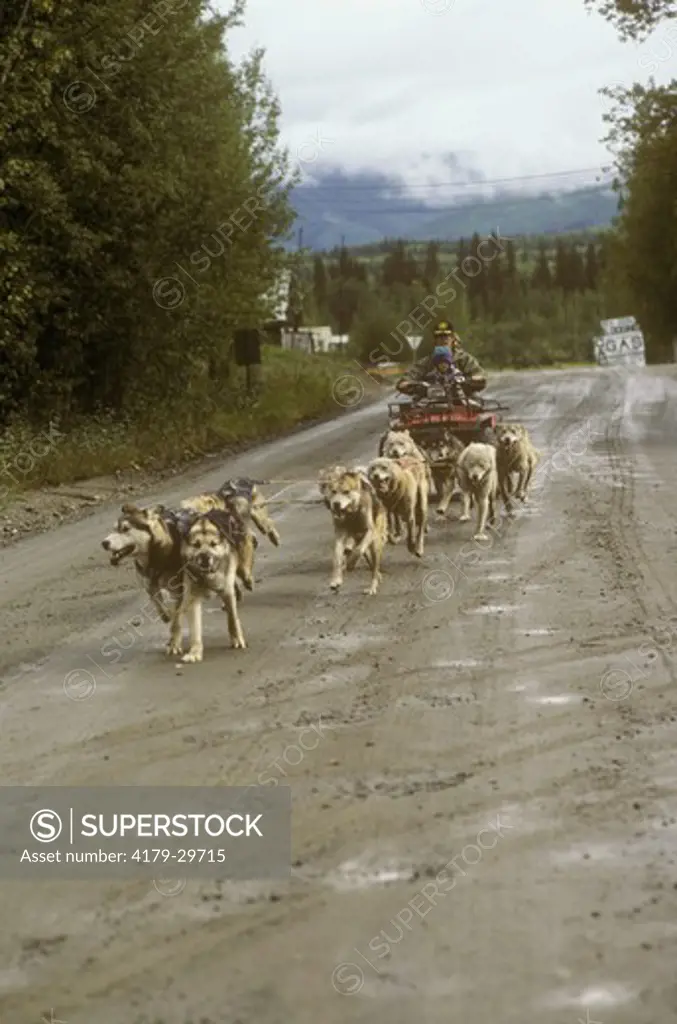 Dog Team Drags ATV for Summer Exercise Eagle, Alaska