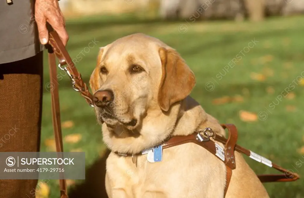 Guide Dog, Labrador Retriever
