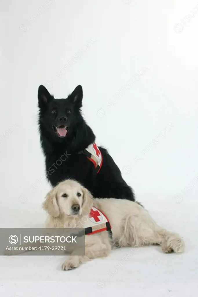Rescue Dogs, Old German Sheepdog and Golden Retriever