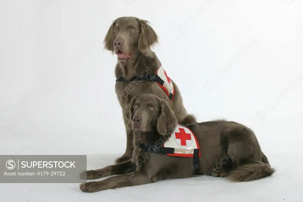 Rescue Dogs, Long-haired Weimaraner, pair