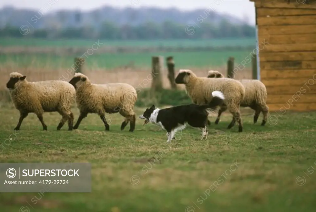 Border Collie tending Sheep