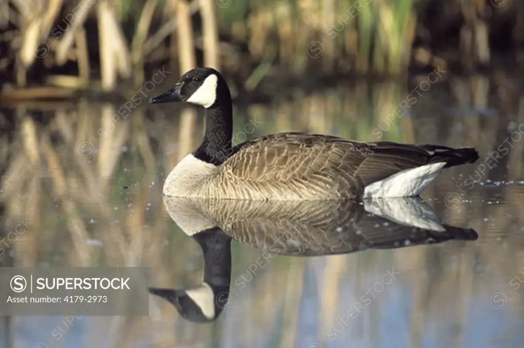 Canada Goose & Reflection (Branta canadensis), May, Hennepin Co., Wood Lake, MN, Minnesota