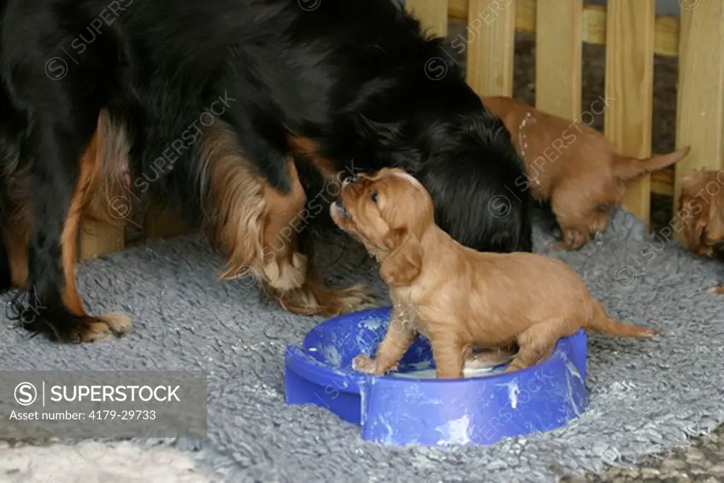 Cavalier King Charles Spaniel, female and puppies, 26 days, eating from bowl