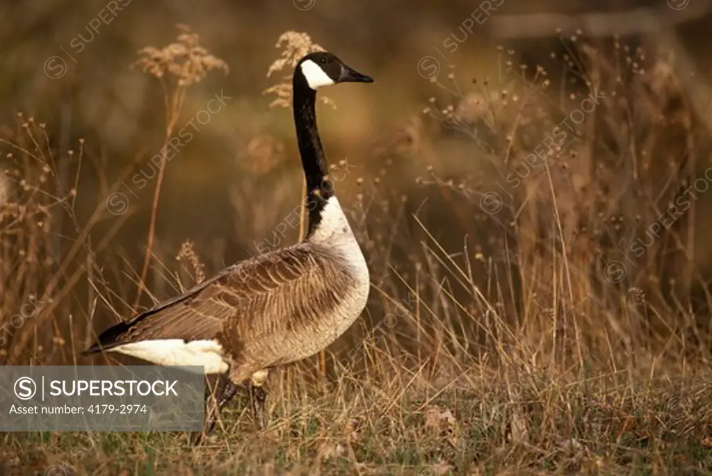 Canada Goose (Branta canadensis) Wexford County, Northern Lower Michigan