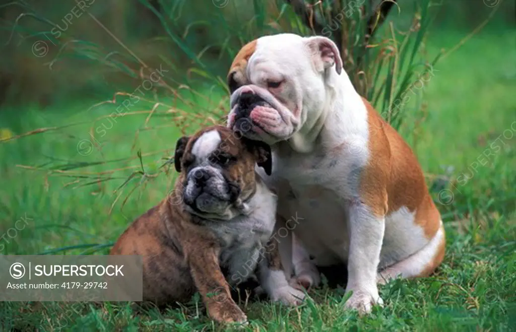 Dog - English Bulldog - Adult and pup / Adulte et chiot
