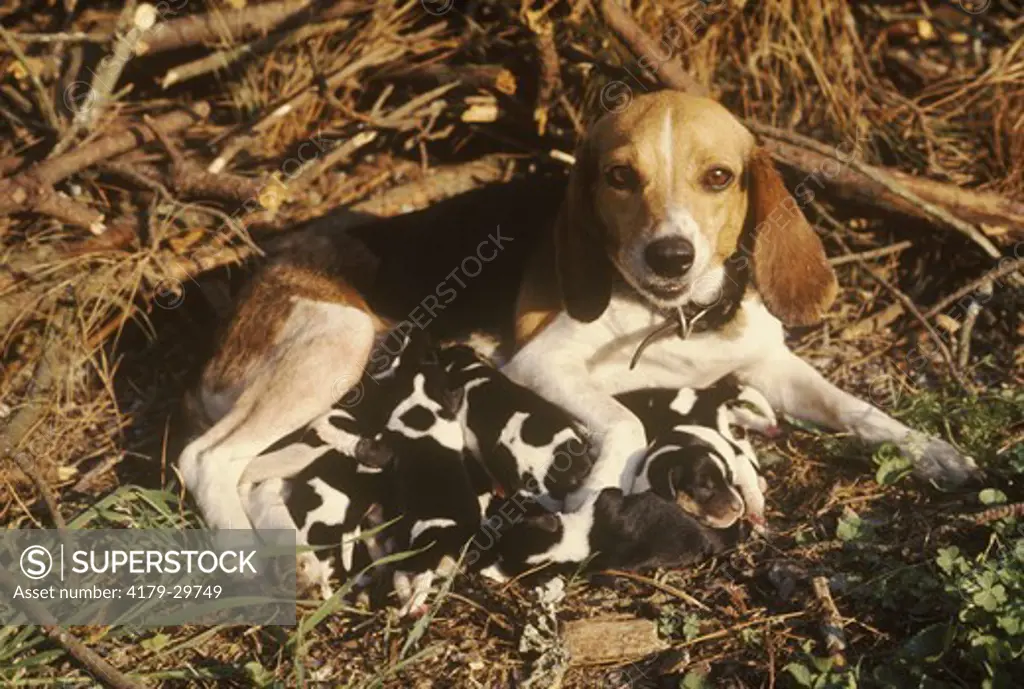 Beagle with nursing Litter of Pups