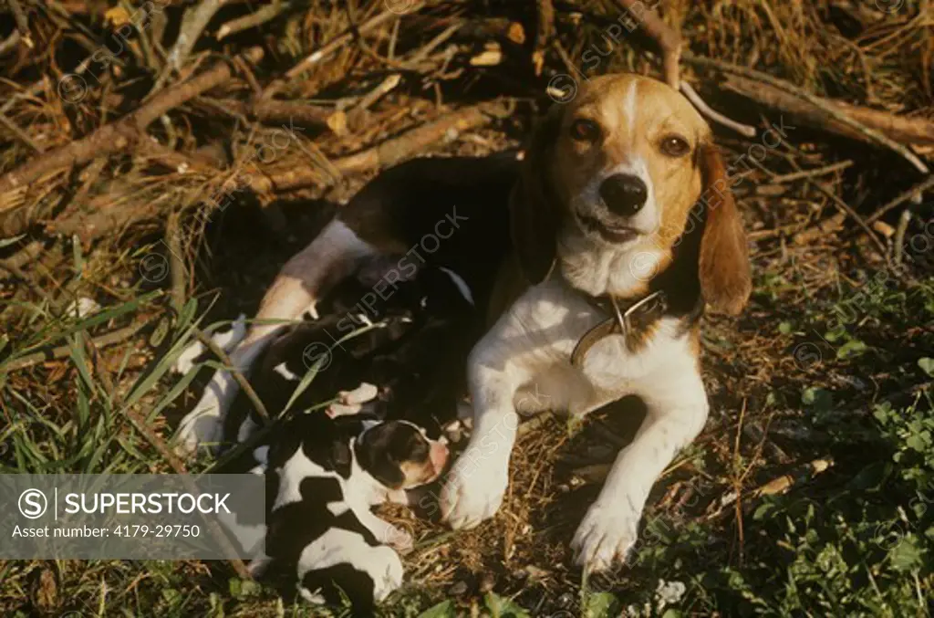 Beagle Mom & Puppies